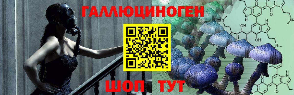 Галлюциногенные грибы Psilocybe Медногорск